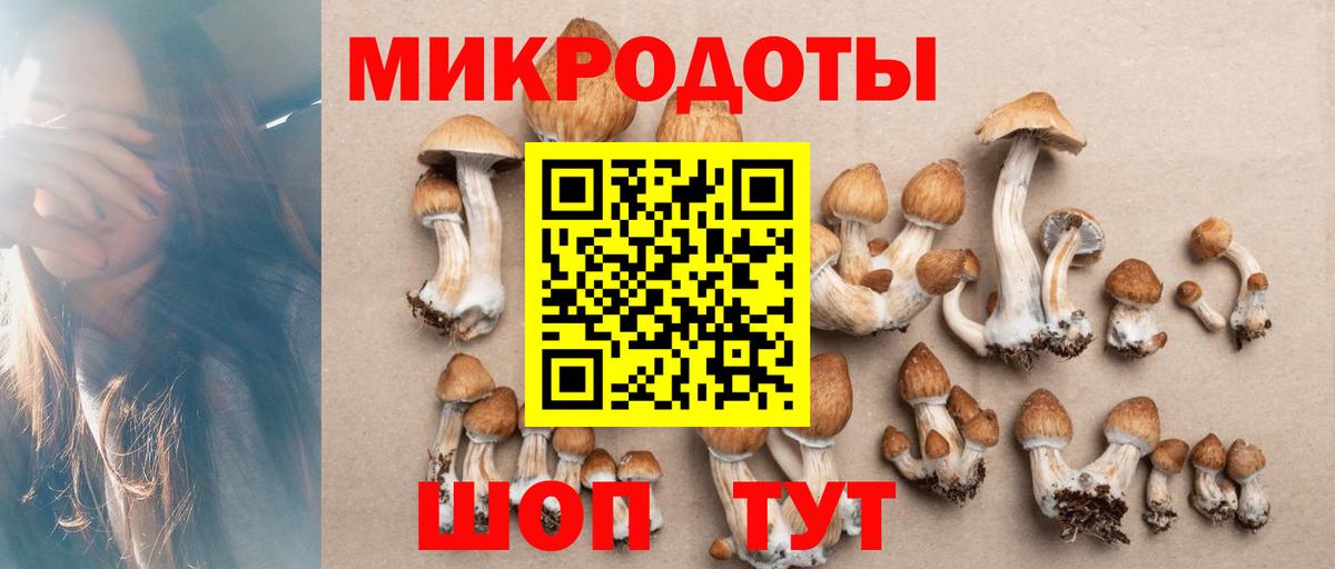 Псилоцибиновые грибы Psilocybe Гусев